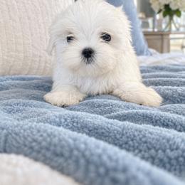 Emanuel - White male Maltese puppy in Bryn Mawr, Pennsylvania from Main line furry friends
