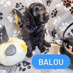 Double Doodle and Labradoodle Puppies from Superdoodles of San Antonio