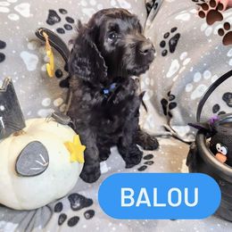 Double Doodle and Labradoodle Puppies from Superdoodles of San Antonio