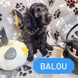 Double Doodle and Labradoodle Puppies from Superdoodles of San Antonio