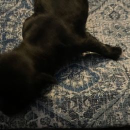 Girl 2- NOX - Black female Shihpoo puppy in Cherryville, North Carolina from Mystic Moon Shih-Poos