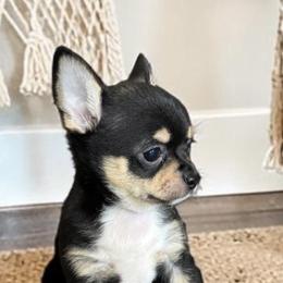 Chihuahua Puppies from Home Grown Chihuahuas From Iowa