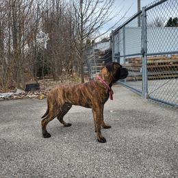 Bullmastiff Puppies from Watchman Kennels