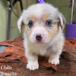 Chile - Blue merle and white male American Corgi puppy in Mansfield, Ohio from Moonrise corgis