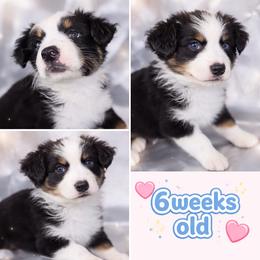Hershey - Black tri-color male Australian Shepherd puppy in Lakeland, Florida from Aussies of Hope LLC
