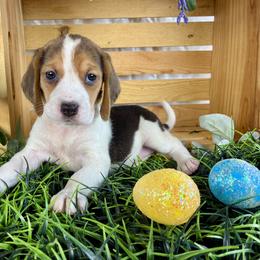 Willow - Black white and tan female Beagle puppy in Katy, Texas from Houston’s Howlin’ Hounds