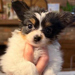 America (Meri) - White black and tan female Papillon puppy in Coatesville, Indiana from Wendy’s Wings