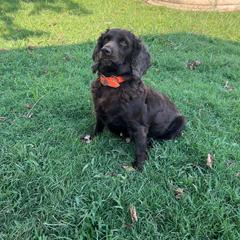 Maggie - Boykin Spaniel