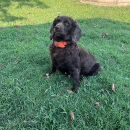 Maggie - Boykin Spaniel