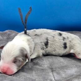 Black Collar BMM - Blue merle male Miniature American Shepherd puppy in Lexington, Kentucky from Deuce's Den