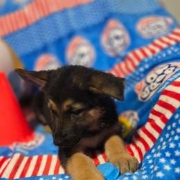 Girl 3 - Black and tan female German Shepherd puppy in Leon, West Virginia from Heart2Heart Kennels