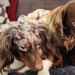 Dachshunds from Short Stuff Doxies