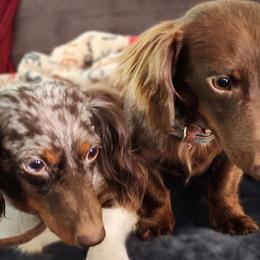 Dachshunds from Short Stuff Doxies