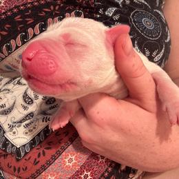 Esmerelda - White female Dogo Argentino puppy in Winter Haven, Florida from El Riachuelo Dogo Argentino