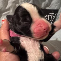 Liberty  Belongs to Pam V - Brindle female Boxer puppy in Madras, Oregon from BnT Boxers