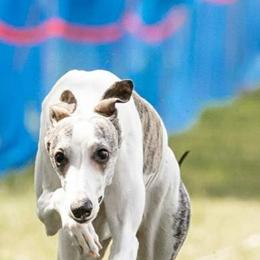 Solaire - Whippet