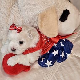 Tan girl - White and buff Bichon Frise puppy in Lavon, Texas from Sissy’s Heavenly Paws