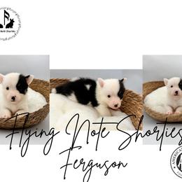 AKC mismark Ferguson - Black and tan male Pembroke Welsh Corgi puppy in Casper, Wyoming from Flying Note Shorties
