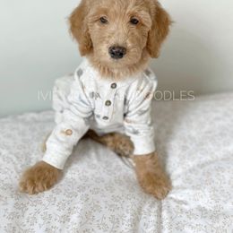 Goldendoodle Puppies from Ivie Mountain Doodles