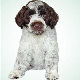 Norma - Chocolate female Australian Labradoodle puppy in Glenford, Ohio from Mi-De Doodles