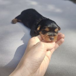 Mr. Black - Black and tan male Yorkshire Terrier puppy in Woodway, Texas from The Yorkie Empire