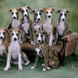 Whippet puppies from In Vogue Whippets