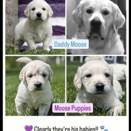 Golden Retriever Puppies from Sleepy Morning Goldens