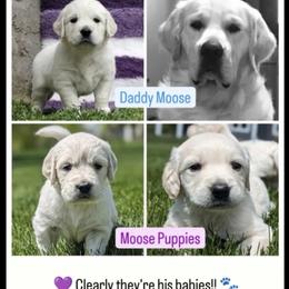 Golden Retriever Puppies from Sleepy Morning Goldens