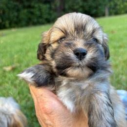Hudson - Golden male Lhasa Apso puppy in Albany, Georgia from Clark's Lhasas