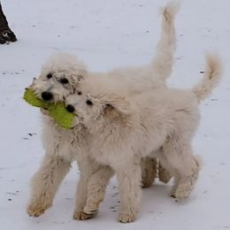 Goldendoodles and Sheepadoodles from Fort Worth Doodle Company