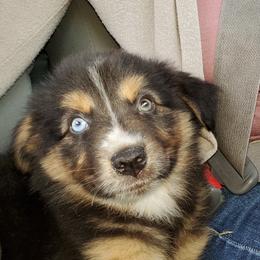 Australian Shepherd Puppies from Wayward Trails Kennel