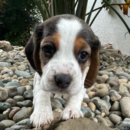 Giant - Black white and tan male Beagle puppy in Sacramento, California from Alton Beagles