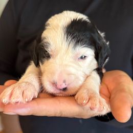 Burgundy girl - Black and white female Sheepadoodle puppy in Riverside, California from Downtown Doodles & Frenchies