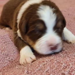 Australian Shepherd Puppies from Shadowood Australian Shepherds