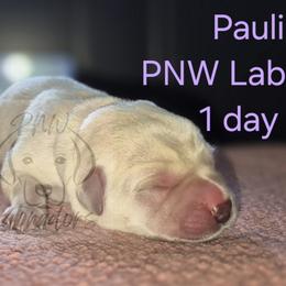 Paulina - Yellow female Labrador Retriever puppy in Rogue River, Oregon from PNW Labradors