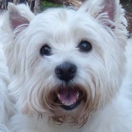 Lady - West Highland White Terrier