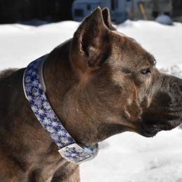 Alabai - Cane Corso