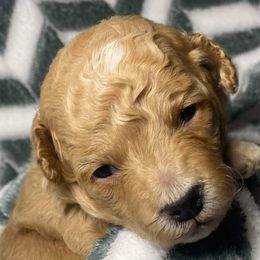 Blue Boy - Goldendoodle puppy in Excelsior Springs, Missouri from Zoodles Micro Goldendoodles