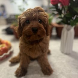 Daisy - Red female Cavapoo puppy in Fairmont, West Virginia from Manoka's Honeybee