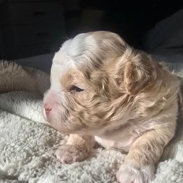 Frosty - Gold and white male Shihpoo puppy in Rural Retreat, Virginia from Kopydlowski's Shihpoo and Shichon pups