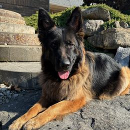 Stella - German Shepherd