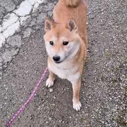 Ruby - Shiba Inu