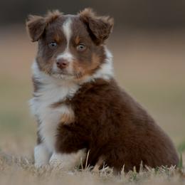 Godfrey - Red tri male Miniature Australian Shepherd puppy in Hartman, Arkansas from Southern Edition Aussies