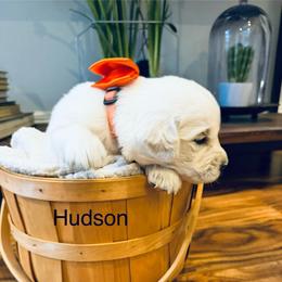 Boy 4 - Light golden male Golden Retriever puppy in Oconto, Wisconsin from Abbie's Golden Retrievers