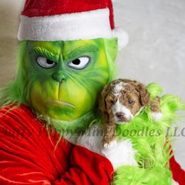 Jasmine (Light Blue Collar) girl - Red  female Goldendoodle puppy in Corona, California from Fluffy Puppy Mini Doodles LLC