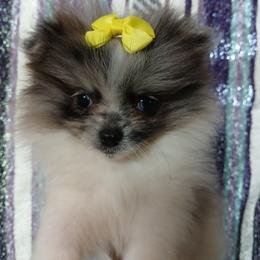 Tinkerbell - Blue merle female Pomeranian puppy in Ada, Oklahoma from Once Upon A Fluff