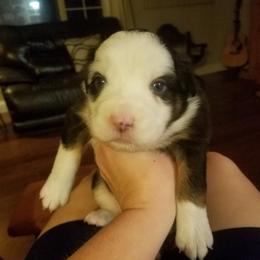 Australian Shepherd Puppies from Covenant View Farm Australian Shepherds
