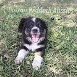 "$500" Aussiedoodle, Australian Shepherd, and Miniature Australian Shepherd Puppies from Poston Paddock Aussies LLC