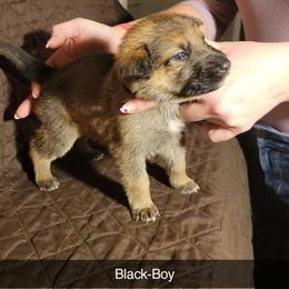 BLACK-Boy - Sable male German Shepherd puppy in Willoughby, Ohio from WolfPackk
