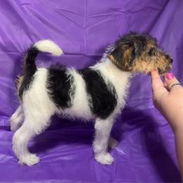 Last-Born Girl - White black and tan female Wire Fox Terrier puppy in Ennis, Texas from Syrayed Farm